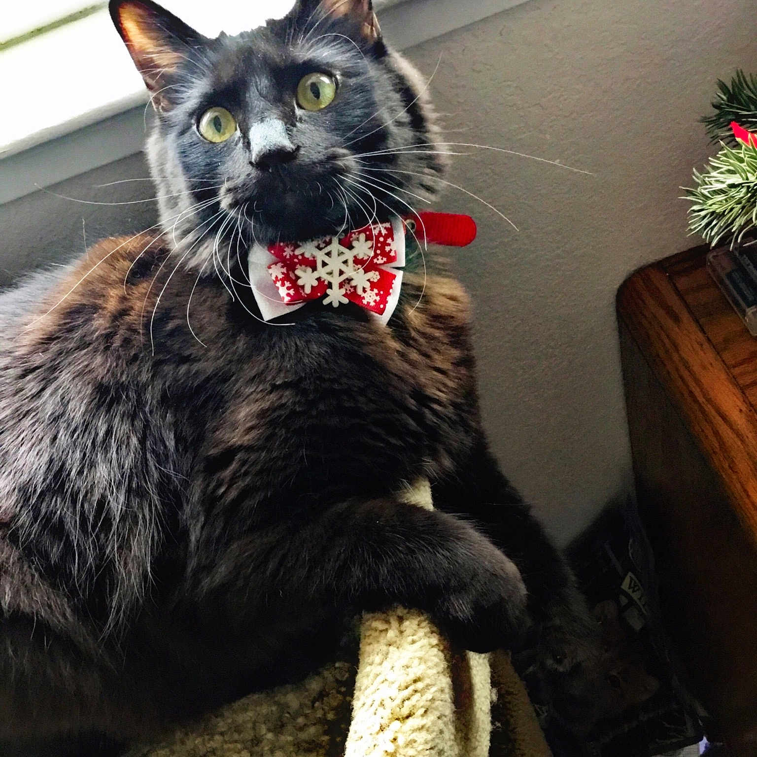 Wolfie joined the competition — help win amazing prizes! black_cat, cat, cat_like_mammal, claw, domestic_short_haired_cat, fauna, fur, small_to_medium_sized_cats, snout, whiskers