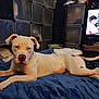 animal, bedroom, blanket, blue_blanket, brown_spots, canine, dog, domestic_animal, furniture, home, indoor, laying, living_space, lying_down, pet, relaxed, resting, storage_cubes, television, white_dog