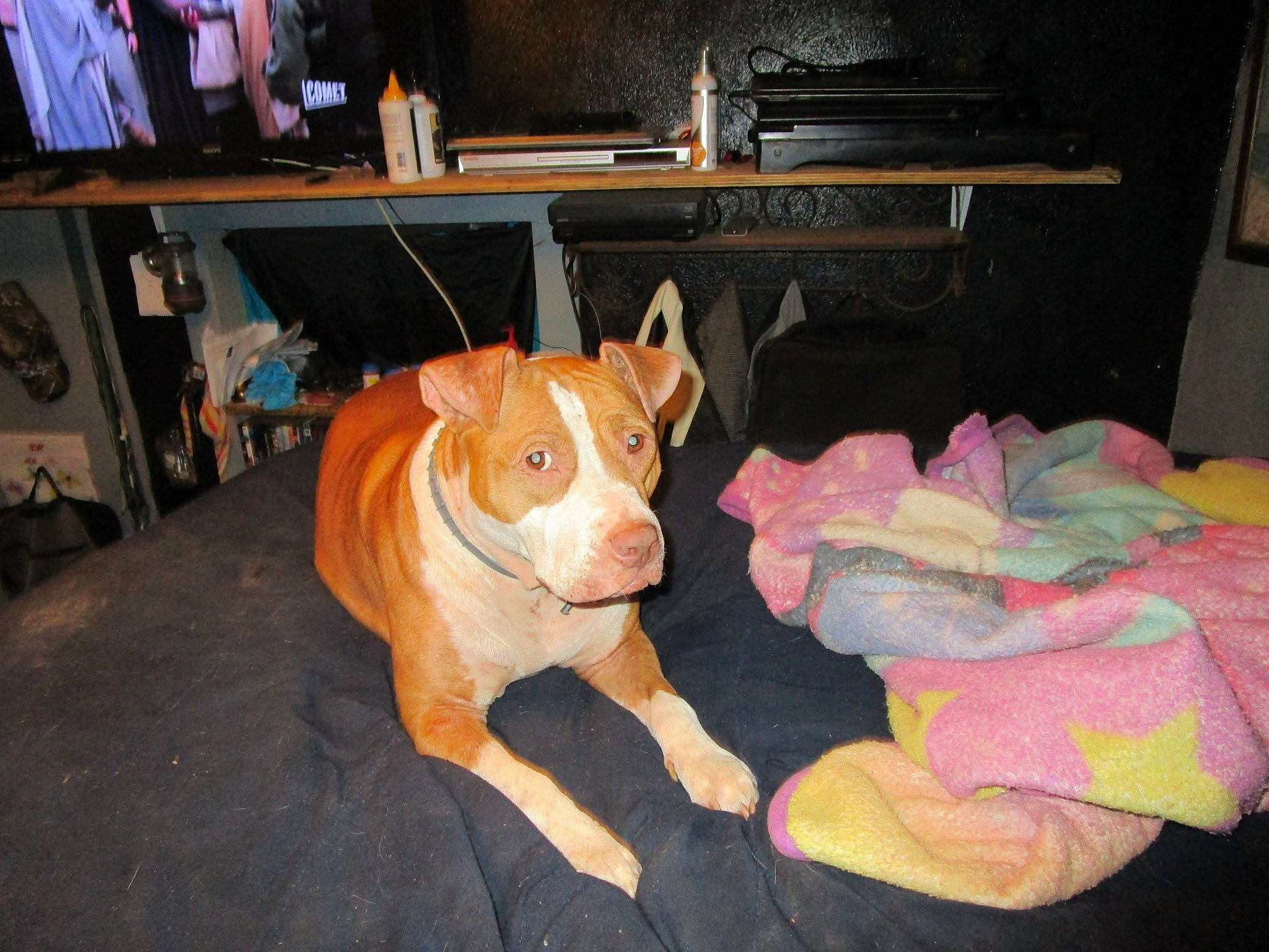 Princess Nolly is registered to the contest to win money with this photo: carnivore, chair, comfort, companion_dog, dog, dog_breed, fawn, felidae, floor, flooring, fur, hardwood, room, small_to_medium_sized_cats, snout, table, tail, whiskers, wood, wrinkle