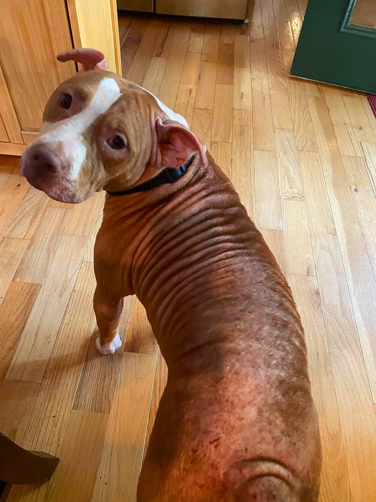 Princess Nolly joined the competition — help win amazing prizes! brown, canidae, carnivore, companion_dog, dog, dog_breed, dog_collar, fawn, floor, flooring, hardwood, liver, pet_supply, plank, snout, sporting_group, varnish, wood, wood_stain, working_animal