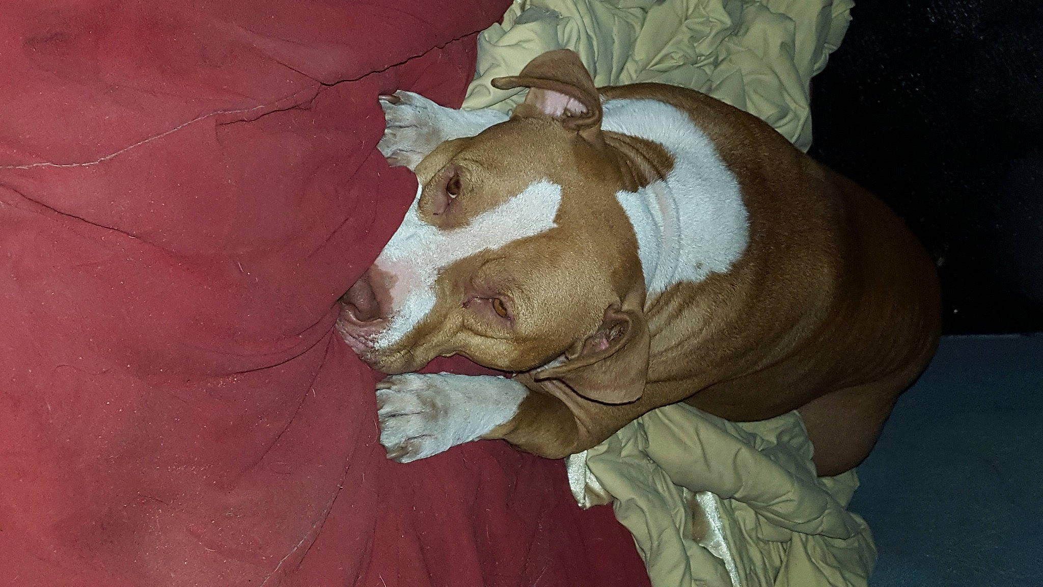 Princess Nolly is registered to the contest to win money with this photo: art, canidae, carnivore, comfort, companion_dog, cow_goat_family, dog, dog_breed, ear, fawn, livestock, non_sporting_group, painting, snout, sporting_group, terrestrial_animal, visual_arts, whiskers, working_animal