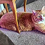 Charlie Sunshine joined the competition — help win amazing prizes! cat, orange_tabby, carpet, furniture, wooden_chair, indoor, pet, relaxed, animal, whiskers, green_eyes, cute, domestic_cat, fur, laying_down, close_up, home, mammal, resting, lazy