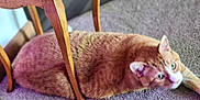 Charlie Sunshine is registered to the contest to win money with this photo: cat, orange_tabby, carpet, wooden_chair, indoor, pet, feline, animal, resting, curious, fur, whiskers, ears, green_eyes, household, relaxed, domestic, cute, cozy, side_view
