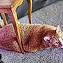 cat, orange_tabby, carpet, wooden_chair, indoor, pet, feline, animal, resting, curious, fur, whiskers, ears, green_eyes, household, relaxed, domestic, cute, cozy, side_view