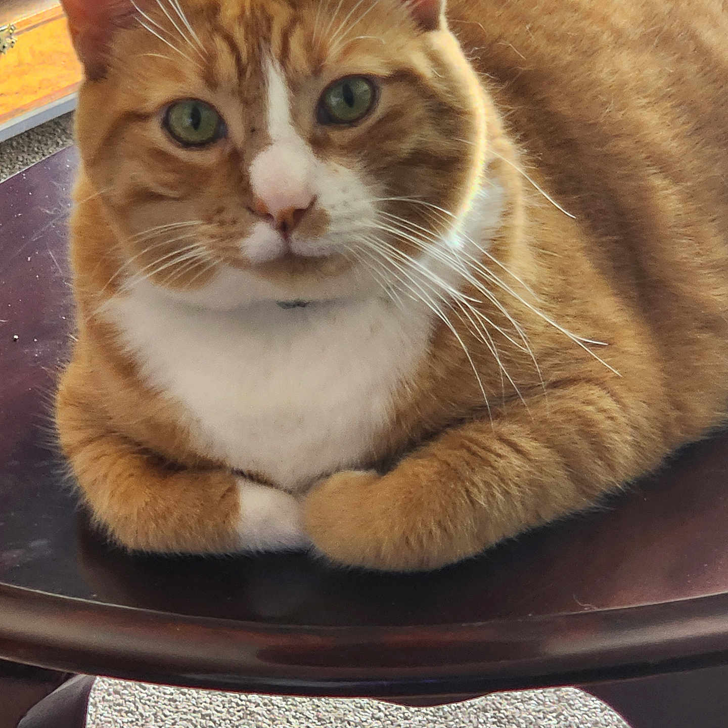 Charlie Sunshine is registered to the contest to win money with this photo: animal, carpet, cat, closeup, cute, domestic_cat, ears, eyes, face, fur, furniture, indoor, orange_tabby, paws, pet, relaxed, table, whiskers, white_markings, wooden_table