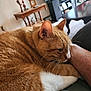 Charlie Sunshine is registered to the contest to win money with this photo: cat, orange_cat, white_paw, feline, pet, snuggling, arm, indoor, living_room, table, television, furniture, cozy, close_up, whiskers, ears, fur, relaxing, domestic_animal, companion