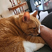 Charlie Sunshine joined the competition — help win amazing prizes! cat, orange_cat, white_paw, feline, pet, snuggling, arm, indoor, living_room, table, television, furniture, cozy, close_up, whiskers, ears, fur, relaxing, domestic_animal, companion
