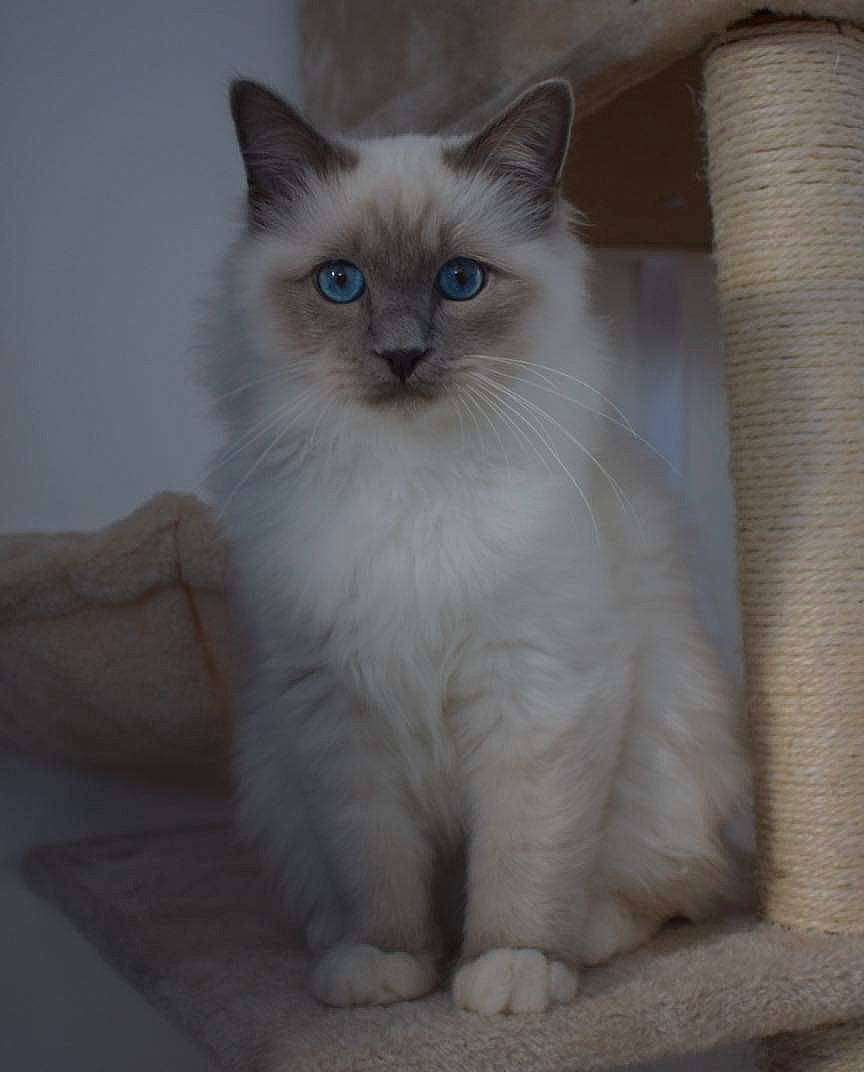 Scotty a rejoint le concours — aidez-le/la à gagner de superbes lots ! birman, british_longhair, carnivore, cat, claw, fawn, felidae, fur, paw, ragdoll, small_to_medium_sized_cats, snout, tail, terrestrial_animal, whiskers, window