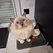 Scotty a rejoint le concours — aidez-le/la à gagner de superbes lots ! animal, apple_shape, black_appliance, blue_eyes, cat, countertop, cute, dish, ears, fluffy, fur, indoors, kitchen, long_hair, mat, pet, portrait, sitting, whiskers, window