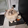 animal, apple_shape, black_appliance, blue_eyes, cat, countertop, cute, dish, ears, fluffy, fur, indoors, kitchen, long_hair, mat, pet, portrait, sitting, whiskers, window
