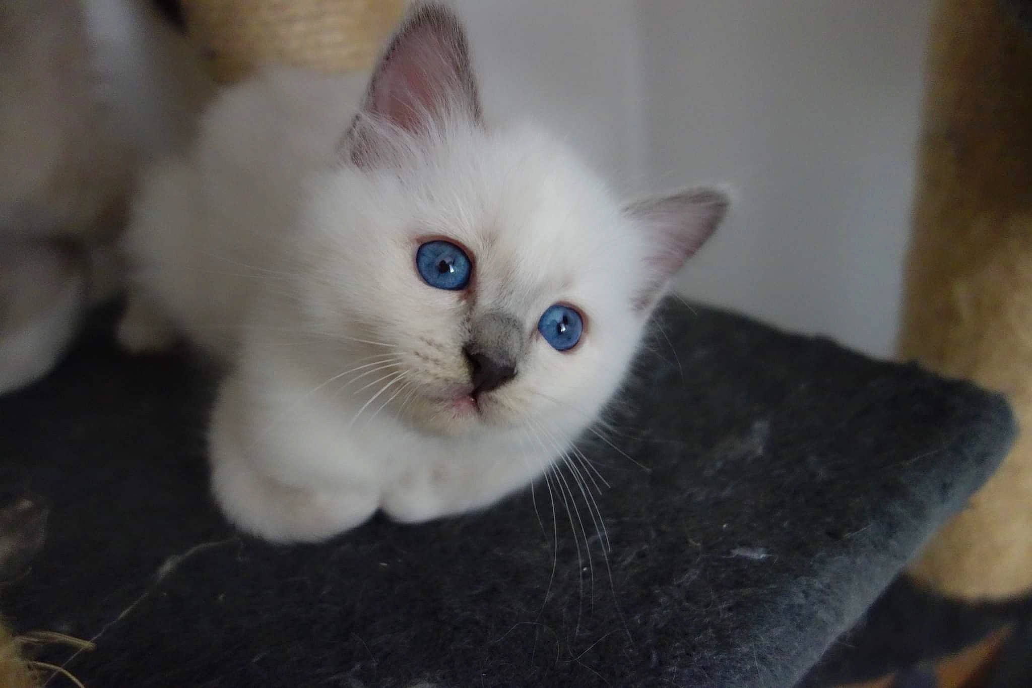 Scotty participe au concours pour gagner de l'argent avec cette photo : carnivore, cat, claw, domestic_short_haired_cat, eye, fang, fawn, felidae, flooring, fur, paw, small_to_medium_sized_cats, tail, whiskers