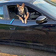 Cooper is registered to the contest to win money with this photo: dog, car, window, black_car, animal, pet, outdoor, grass, road, person, leash, pavement, sunlight, reflection, side_mirror, paw, seat, driver, curious, daytime