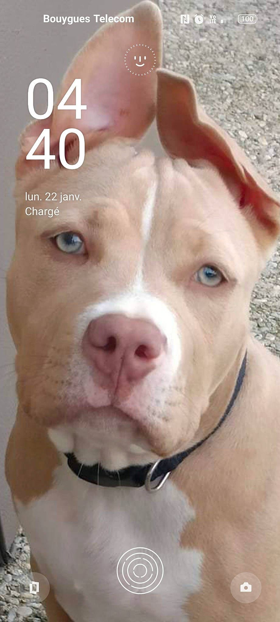 Ulycia a rejoint le concours — aidez-le/la à gagner de superbes lots ! canidae, carnivore, collar, companion_dog, dog, dog_breed, dog_collar, ear, eyelash, fawn, jaw, liver, mammal, nose, pet_supply, snout, sporting_group, vertebrate, whiskers, working_animal