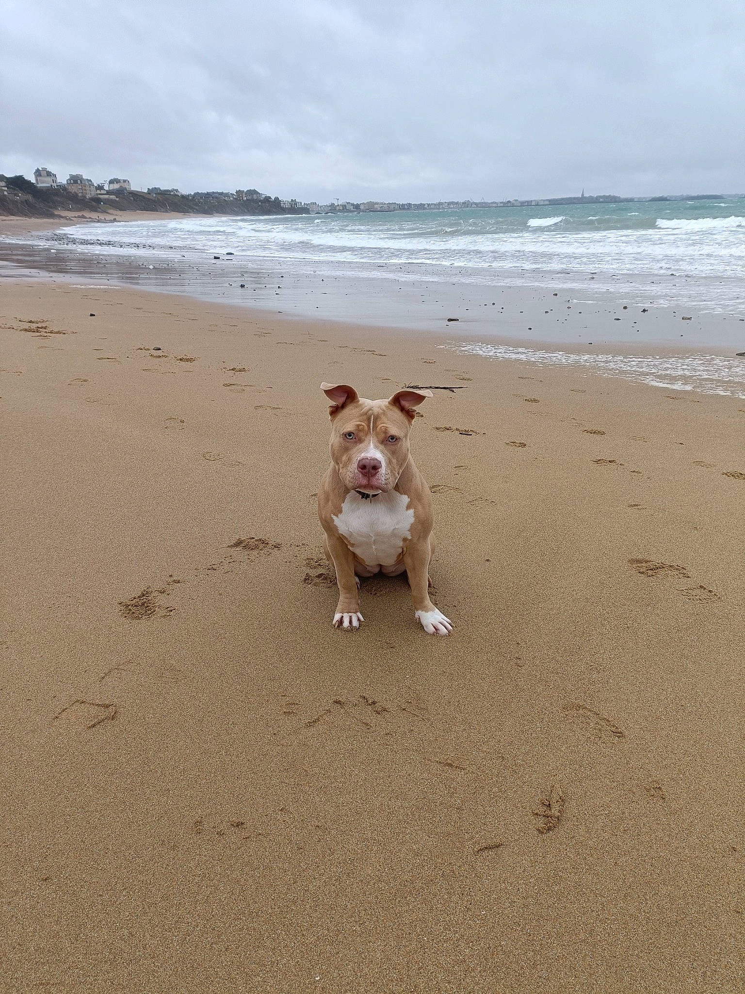 Ulycia participe au concours pour gagner de l'argent avec cette photo : beach, carnivore, cloud, companion_dog, dog, dog_breed, fawn, fun, horizon, landscape, ocean, sand, shore, sky, sporting_group, tail, water, wind_wave, wood, working_animal