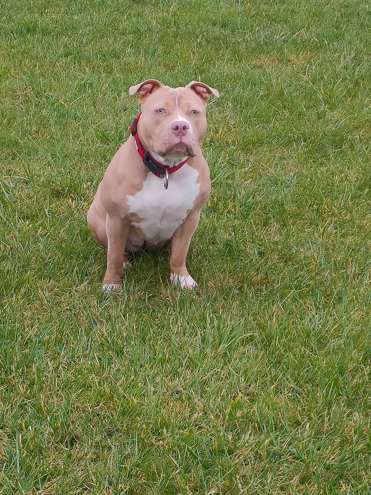 Ulycia participe au concours pour gagner de l'argent avec cette photo : bulldog, canidae, carnivore, collar, companion_dog, dog, dog_breed, dog_collar, dogo_guatemalteco, fawn, grass, grassland, molosser, plant, rose, snout, sporting_group, tail, white_english_bulldog, working_animal