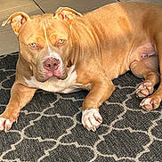 Ulycia participe au concours pour gagner de l'argent avec cette photo : animal, boxer, bulldog, canine, dog, face, frenchbulldog, head, homedecor, hound, indoors, interiordesign, machine, person, pet, pitbull, puppy, rug, snout, whitedog