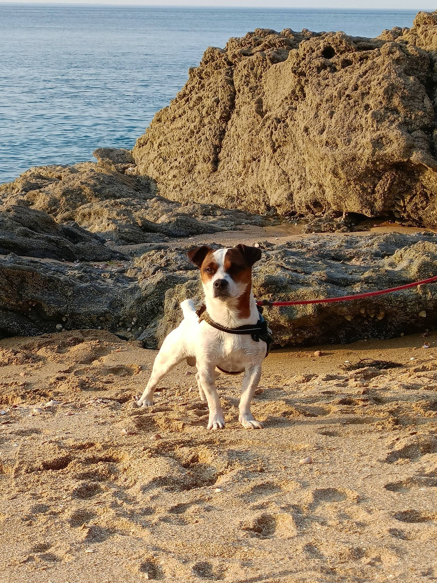 Ryper a rejoint le concours — aidez-le/la à gagner de superbes lots ! adventure, canidae, carnivore, coast, collar, companion_dog, dog, dog_breed, dog_collar, fawn, horizon, landscape, ocean, rock, shore, sky, soil, sporting_group, water, wood