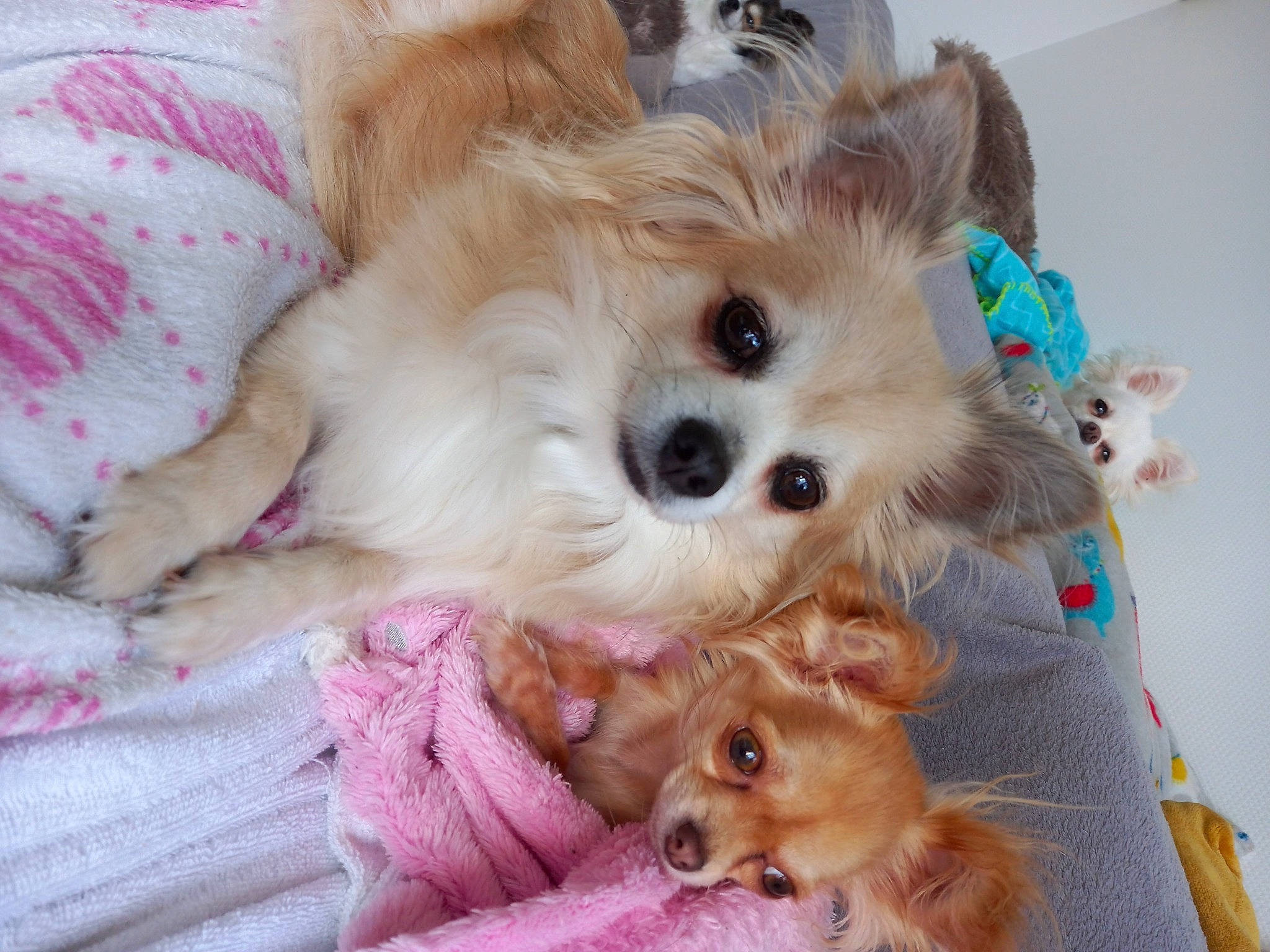 Nounours a rejoint le concours — aidez-le/la à gagner de superbes lots ! canidae, carnivore, companion_dog, corgi_chihuahua, dog, dog_breed, dog_supply, fawn, fur, maltepoo, non_sporting_group, pet_supply, pink, puppy, snout, sporting_group, toy, toy_dog, whiskers, working_animal