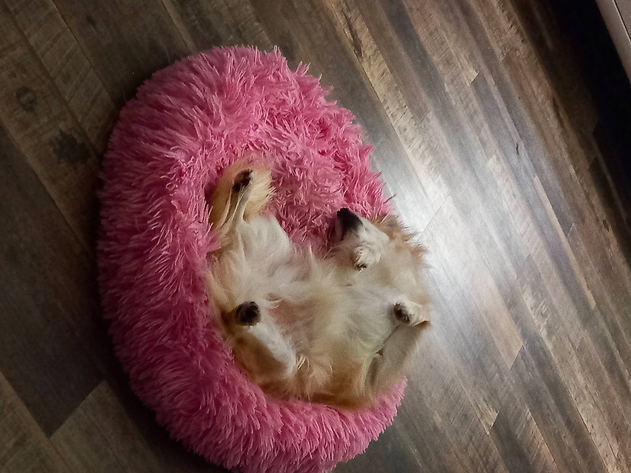 Nounours participe au concours pour gagner de l'argent avec cette photo : carnivore, crochet, dog_breed, fawn, felidae, fur, linens, magenta, pink, plush, purple, small_to_medium_sized_cats, snout, stuffed_toy, thread, toy, whiskers, wood, wool, woolen