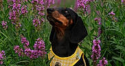 Paupiette a rejoint le concours — aidez-le/la à gagner de superbes lots ! dog, dachshund, hound, black_and_tan, yellow_harness, purple_flowers, wildflowers, garden, meadow, outdoors, nature, pet, animal, portrait, sitting, looking_up, greenery, floral_background, photography, daylight