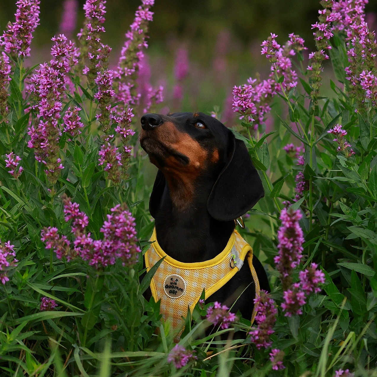 Paupiette a rejoint le concours — aidez-le/la à gagner de superbes lots ! dog, dachshund, hound, black_and_tan, yellow_harness, purple_flowers, wildflowers, garden, meadow, outdoors, nature, pet, animal, portrait, sitting, looking_up, greenery, floral_background, photography, daylight