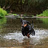 Paupiette participe au concours pour gagner de l'argent avec cette photo : dog, black_and_tan, pond, water, splashing, running, jumping, outdoors, nature, garden, trees, greenery, reflection, wet, action, motion, animal, retriever, photography, daylight