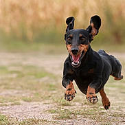 Paupiette participe au concours pour gagner de l'argent avec cette photo : dog, black_and_tan, running, jumping, airborne, portrait, outdoor, park, grass, dirt_path, motion, action, happy, open_mouth, floppy_ears, paws, canine, animal, blurred_background, daylight