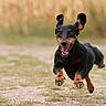 dog, black_and_tan, running, jumping, airborne, portrait, outdoor, park, grass, dirt_path, motion, action, happy, open_mouth, floppy_ears, paws, canine, animal, blurred_background, daylight