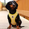 Paupiette participe au concours pour gagner de l'argent avec cette photo : dog, dachshund, pet, canine, animal, portrait, sitting, black_and_tan, yellow_harness, harness, floppy_ears, brown_eyes, long_body, short_legs, wooden_deck, outdoor, wooden_fence, blurred_background, photography, cute