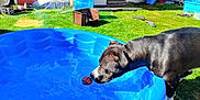 Baby Bear is registered to the contest to win money with this photo: animal, backyard, ball, blue_pool, canine, curious, daylight, dog, garden, grass, leisure, outdoor, pet, plastic_pool, playing, snout, summer, sunny, toy, water