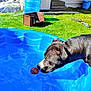 animal, backyard, ball, blue_pool, canine, curious, daylight, dog, garden, grass, leisure, outdoor, pet, plastic_pool, playing, snout, summer, sunny, toy, water