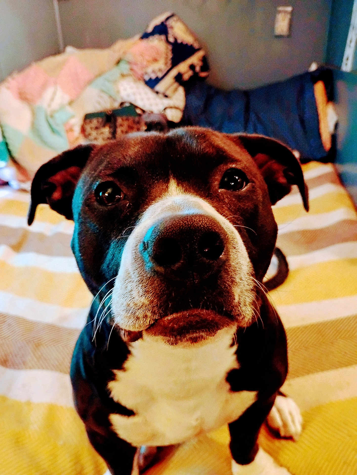 Baby Bear