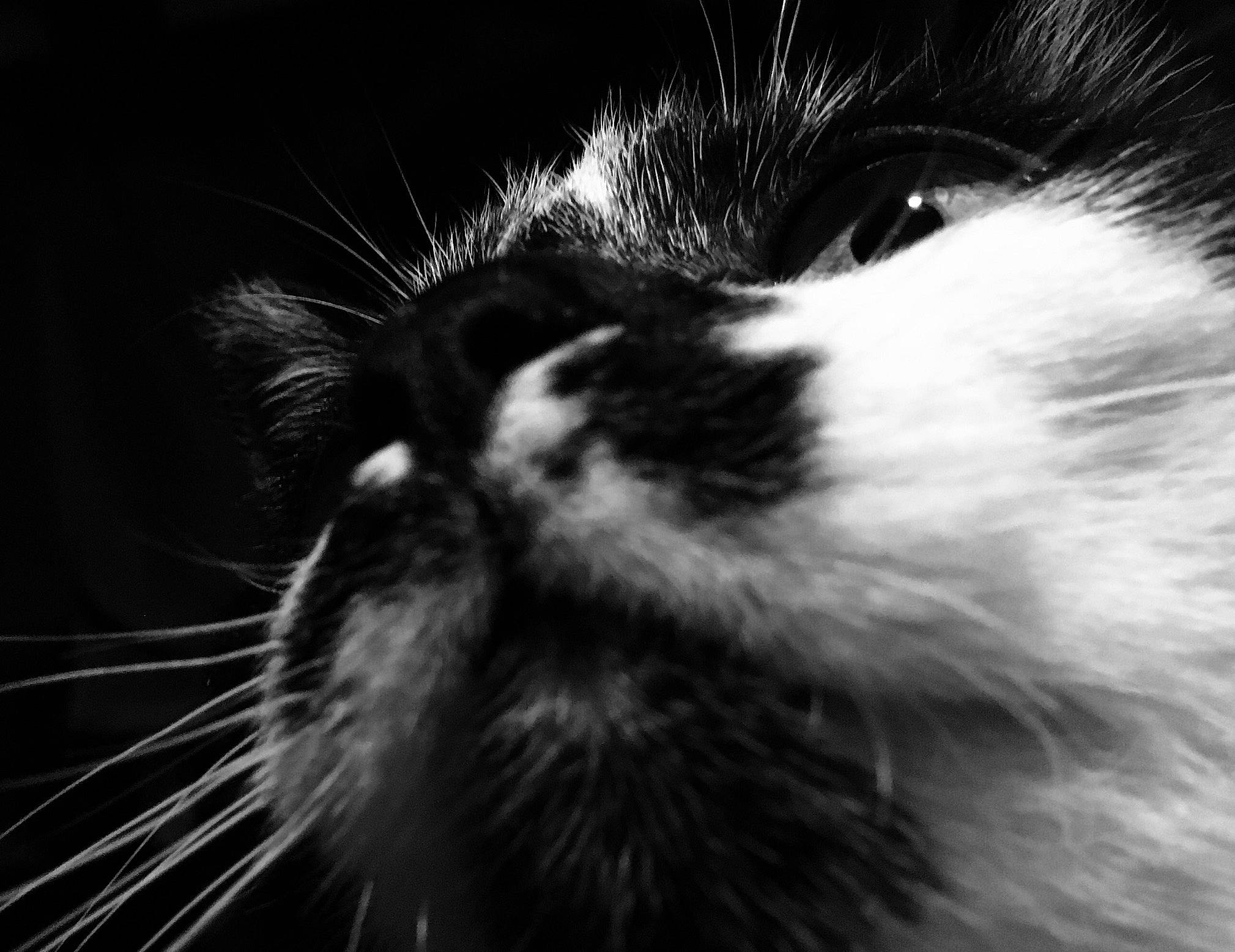 Nounette participe au concours pour gagner de l'argent avec cette photo : black, black_and_white, carnivore, cat, close_up, felidae, fur, monochrome_photography, nose, photography, small_to_medium_sized_cats, snout, whiskers