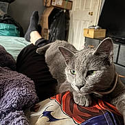 Stormy joined the competition — help win amazing prizes! cat, gray_cat, pet, lap, person, legs, socks, bed, blanket, purple_blanket, drawer, room, indoor, furniture, relaxing, close_up, green_eyes, fur, cozy, casual