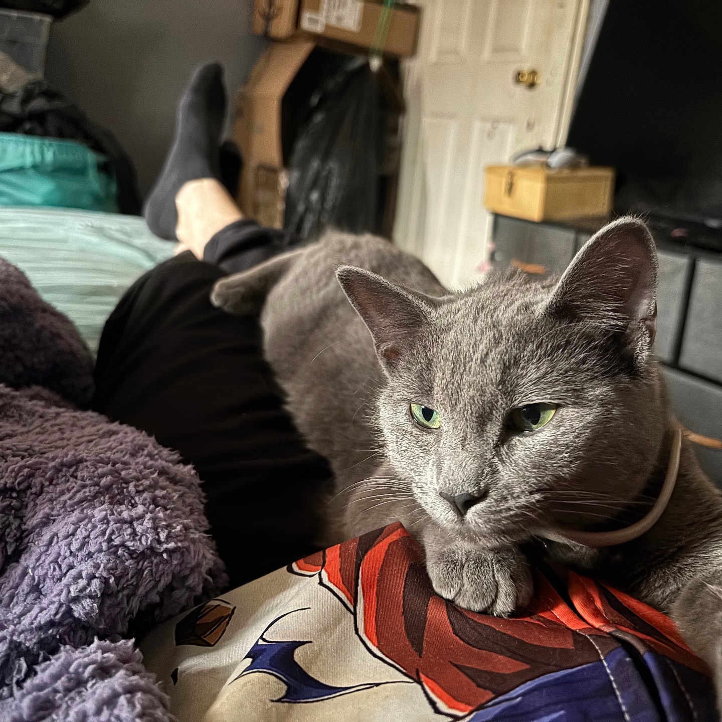 Stormy joined the competition — help win amazing prizes! bed, blanket, casual, cat, close_up, cozy, drawer, fur, furniture, gray_cat, green_eyes, indoor, lap, legs, person, pet, purple_blanket, relaxing, room, socks