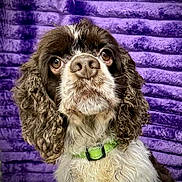 Cooper is registered to the contest to win money with this photo: dog, portrait, close_up, curly_fur, brown_and_white, green_collar, pet, animal, cute, looking_up, fluffy, indoors, purple_background, texture, expression, mammal, companion, friendly, domestic, canine