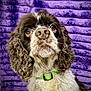 dog, portrait, close_up, curly_fur, brown_and_white, green_collar, pet, animal, cute, looking_up, fluffy, indoors, purple_background, texture, expression, mammal, companion, friendly, domestic, canine