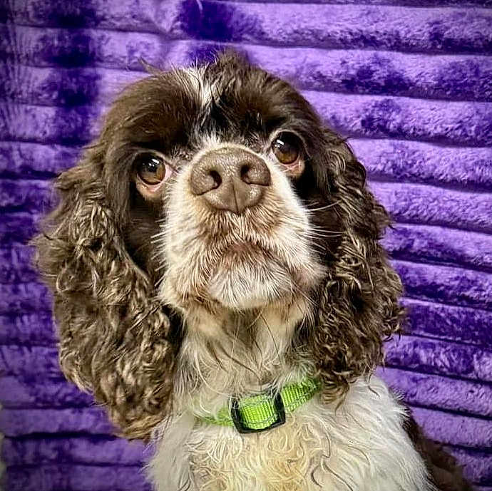 Cooper is registered to the contest to win money with this photo: dog, portrait, close_up, curly_fur, brown_and_white, green_collar, pet, animal, cute, looking_up, fluffy, indoors, purple_background, texture, expression, mammal, companion, friendly, domestic, canine