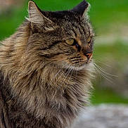 Leon is registered to the contest to win money with this photo: alert, animal, cat, closeup, cute, domestic_cat, ears, feline, fluffy_fur, fur_texture, green_background, mammal, nature, outdoor, pet, portrait, profile_view, tabby, whiskers, wildlife