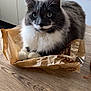 animal, bag, box, cat, document, drawer, furniture, hardwood, indoors, interiordesign, kitchen, kitten, manx, pet, plastic, plasticbag, plywood, receipt, text, wood