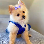 Bella Mia is registered to the contest to win money with this photo: adorable, animal, blanket, blue_outfit, bow, canine, close_up, cute, dog, domestic_animal, fluffy, fur, indoor, pet, portrait, puppy, sitting, small_dog, soft_texture, young_dog
