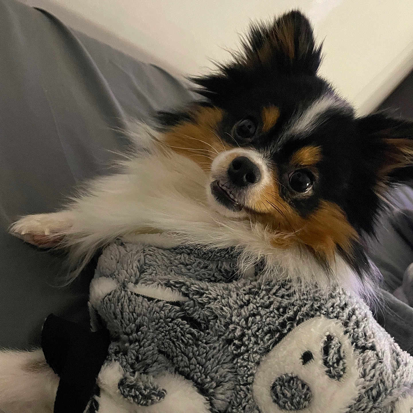 Lucky joined the competition — help win amazing prizes! animal, blanket, canine, cockerspaniel, collie, couch, cushion, dog, eskimodog, furniture, homedecor, papillon, pet, puppy, terrier, towel