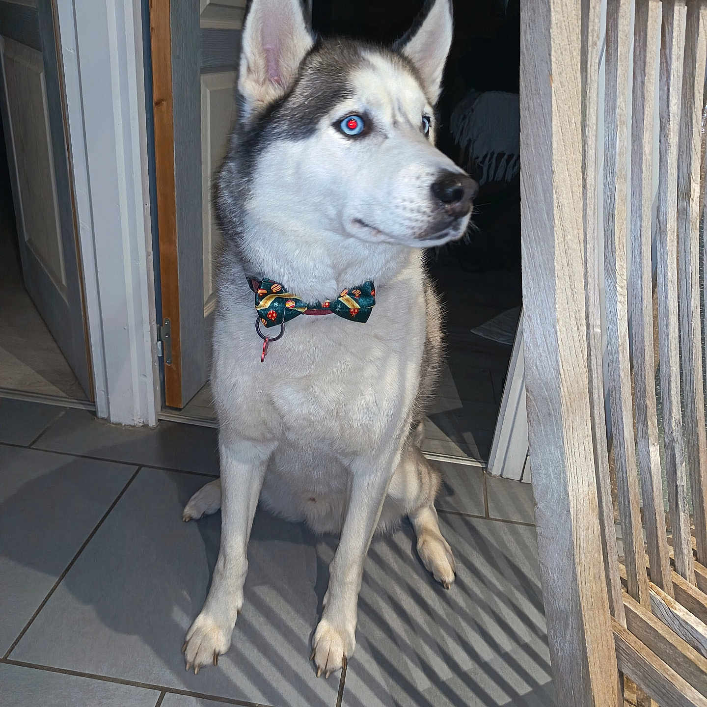 Snow participe au concours pour gagner de l'argent avec cette photo : dog, husky, bow_tie, indoor, tile_floor, wooden_chair, shadow, door, pet, canine, sitting, animal, fur, ears, face, floor, domestic, house, companion, alert