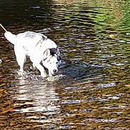 Snow a rejoint le concours — aidez-le/la à gagner de superbes lots ! dog, husky, water, stream, leash, outdoor, nature, animal, riverbed, rocks, reflection, daylight, pet, walking, cautious, wet, fur, blue_eyes, shallow_water, ripples