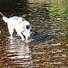 dog, husky, water, stream, leash, outdoor, nature, animal, riverbed, rocks, reflection, daylight, pet, walking, cautious, wet, fur, blue_eyes, shallow_water, ripples