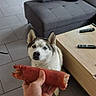 Snow participe au concours pour gagner de l'argent avec cette photo : dog, husky, blue_eyes, pet, indoor, floor, gray_couch, coffee_table, remote_control, tattoo, bracelet, hand, food, curious, living_room, tile_floor, furniture, waiting, person, animal