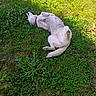 Snow a rejoint le concours — aidez-le/la à gagner de superbes lots ! dog, white_dog, grass, outdoor, sunlight, relaxed, lying_down, pet, nature, summer, playful, collar, canine, greenery, animal, resting, happy, fur, daylight, peaceful