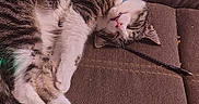 Al joined the competition — help win amazing prizes! animal, brown, cat, collar, couch, cozy, cute, domestic_animal, feline, fur, household, indoor, paws, pet, pink_paw_pads, relaxing, resting, sleeping, tabby_cat, whiskers