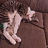 animal, brown, cat, collar, couch, cozy, cute, domestic_animal, feline, fur, household, indoor, paws, pet, pink_paw_pads, relaxing, resting, sleeping, tabby_cat, whiskers