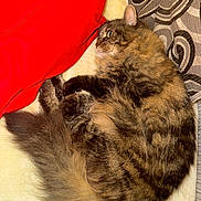 Molly joined the competition — help win amazing prizes! cat, tabby, fluffy, fur, animal, pet, sleeping, curled_up, blanket, red_blanket, pillow, patterned_pillow, cozy, indoor, resting, cute, whiskers, tail, soft, relaxed